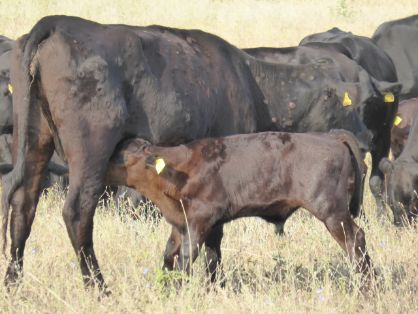 01. Nódulos repartidos por el cuerpo de los animales (fotografía de Tsviatko Alexandrov)