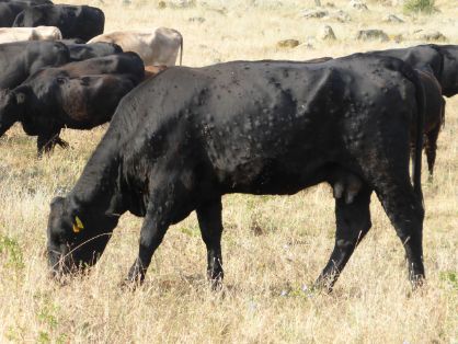 02. Nódulos repartidos por el cuerpo  (fotografía de Tsviatko Alexandrov)