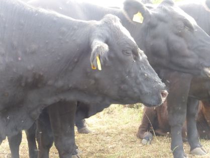 03. Nódulos en cabeza y cuello  (fotografía de Tsviatko Alexandrov)