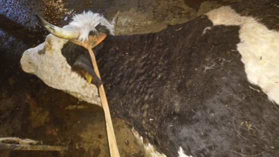 05. Nódulos en cuello  (fotografía de Tsviatko Alexandrov)