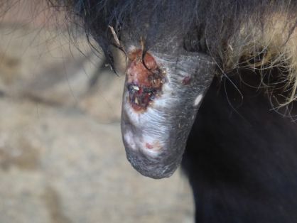 06. Nódulo roto, con úlcera, en la ubre  (fotografía de Tsviatko Alexandrov)