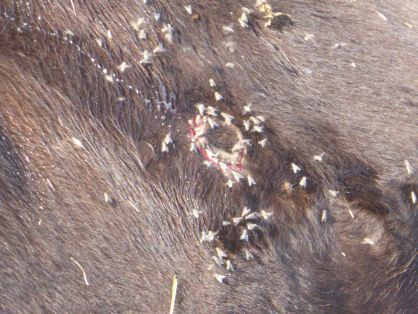 07. Nódulo necrótico  (fotografía de Tsviatko Alexandrov)