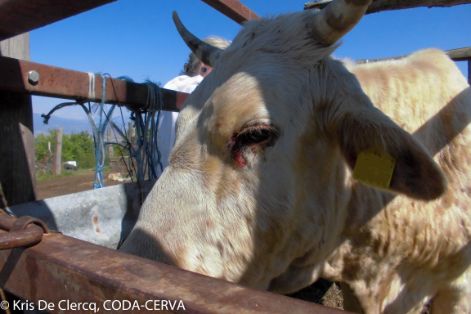 08. Nódulos en cabeza y rinitis  (fotografía de Kris De Clercq)