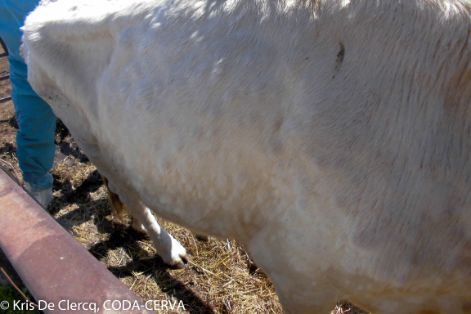 09. Nódulos en cuerpo (fotografía de Kris De Clercq)