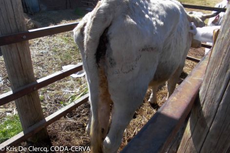 10. Nódulos en el cuerpo y base de la cola (fotografía de Kris De Clercq)