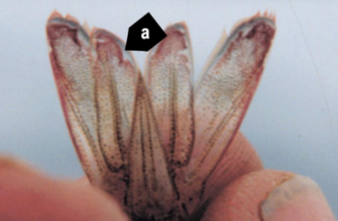 Nota: Aleta caudal de color rojo distintivo. Los bordes ásperos alrededor del epitelio cuticular en los urópodos (aleta caudal) son signos comunes...