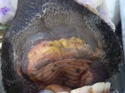 bovino boca 6-7 dias