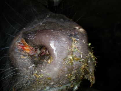 bovino hocico lesion 4_5 días