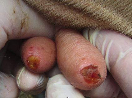 bovino ubre 4-5 dias