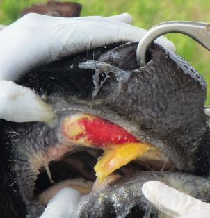 bov rodete boca lesion 4-5 d capa fibrina