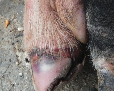 cerdo pezuñas caidas