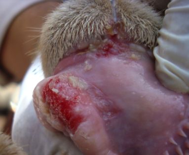 ovino 2-3 dias rodete