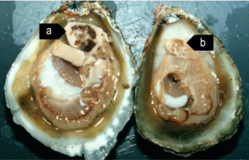 Glándula normal y saludable de una ostra (a) comparada con la glándula digestiva pálida y atrofiada de una ostra con una infección grave de...