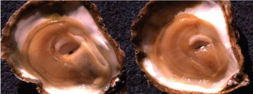 Ostra sana (izquierda) con la glándula digestiva completa de color crema. La ostra infectada (derecha) tiene la glándula digestiva translúcida,...