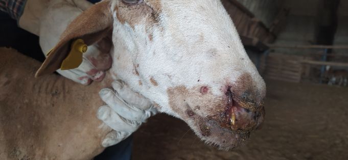 13 VOC_Lesión antigua en boca y descarga nasal. ESP