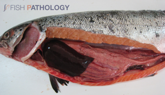 Hígado hemorrágico oscuro y hemorragia petequial en grasa peripilórica. Fuente: Fish Pathology (Hugh Ferguson y Carlos Sandoval)