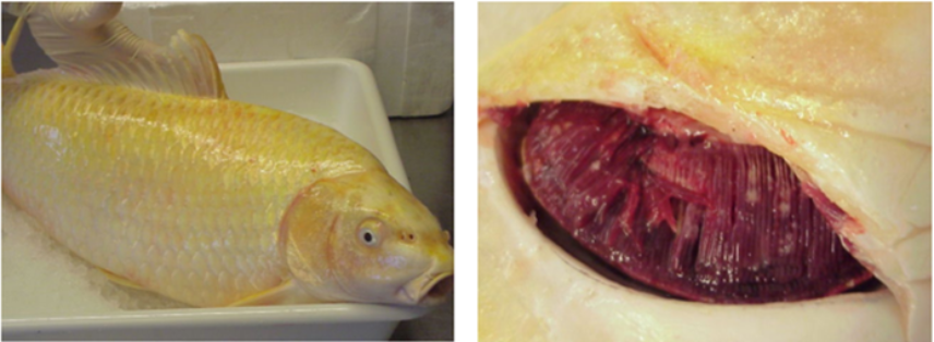 1. Zonas necróticas blanco-amarillentas en las branquias. Fuente: EURL for fish and crustacean diseases.