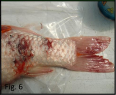 3. Hemorragias en la base las aletas y los flancos. Fuente: Instituto zooprofiláctico experimental de Venecia.