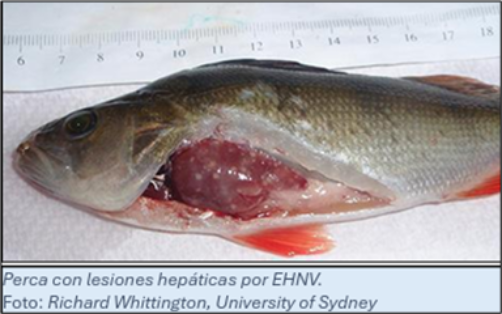 Perca con lesiones hepáticas por EHNV
