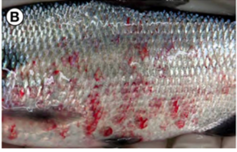 2. Hemorragias petequiales a los lados del cuerpo. Fuente: Faisal et al., 2012 – Spread of VHSV IVb in Michigan, Viruses