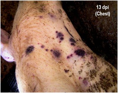 Hematomas y áreas de necrosis subcutáneas en el cuello y caja torácica<br/>