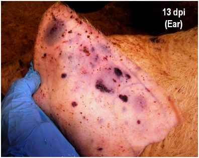 Hematomas y áreas de necrosis subcutáneas en oreja