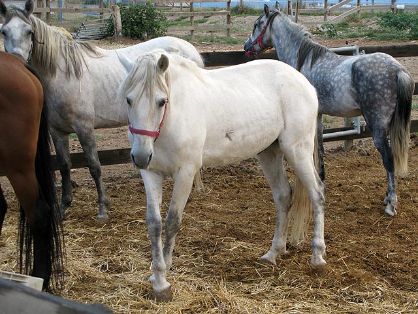 Caballo participante en la experiencia