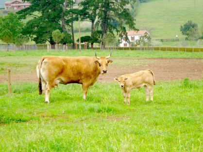 Autor: ASOCIACIÓN ESPAÑOLA DE CRIADORES DE GANADO VACUNO SELECTO DE RAZA ASTURIANA DE LOS VALLES (ASEAVA).<br/>Año: 2012.<br/>Sexo:  Hembra con cría. 