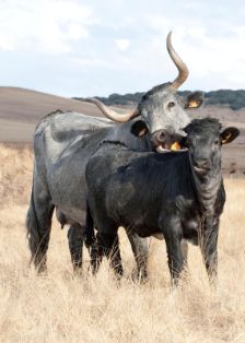 Autor: Asociación Nacional de Criadores de Ganado Vacuno Selecto de raza Morucha.<br/>Año: 1999.<br/>Sexo: Pareja macho y hembra.