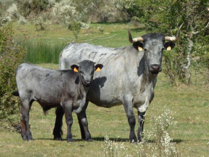 Autor: Archivo Asociación <br/>Año: 2007 <br/>Sexo: Hembra <br/>Comentario: Reproductora con rastra 