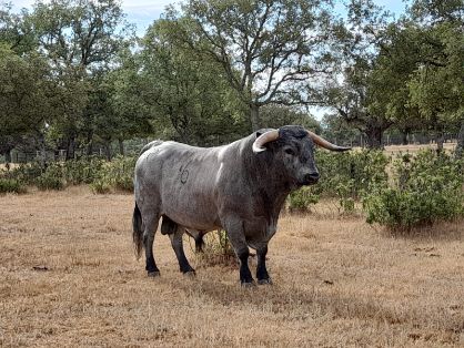 Autor: Archivo Asociación <br/>Año: 2009 <br/>Sexo: Macho <br/>Comentario: Semental 