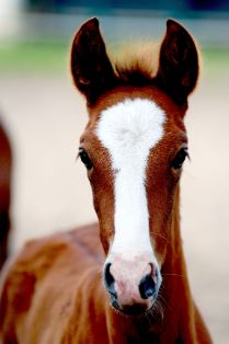 Autora: Karin TIéche.<br/>Año: 2013.<br/>Sexo: Potrilla.<br/>Imagen facilitada por la ASOCIACIÓN NACIONAL DE CRIADORES DE CABALLOS DE PURA RAZA...