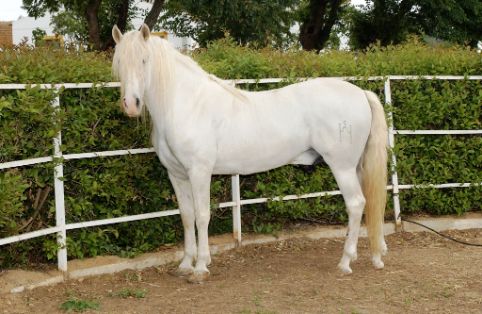 Sexo: Macho; <br/>Comentario: Fuente MAGRAMA