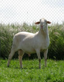 Autor: Asociación Nacional de Criadores de Ganado Ovino Selecto de raza Manchega (AGRAMA).<br/>Año:2007.<br/>Sexo: Macho.
