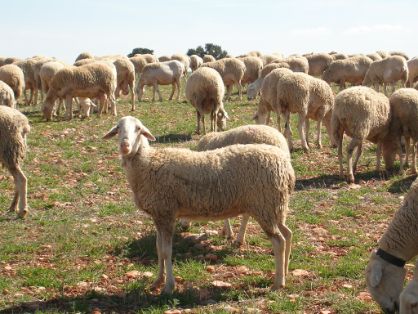 Autor: Antonio Martínez Blasco.<br/>Año: 2007.<br/>Comentarios: Rebaño en medio natural.<br/>Imagen facilitada por la Asociación Nacional de Criadores de Ganado Ovino Selecto de raza Manchega (AGRAMA).