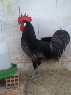 Imagen facilitada por la Asociación Española de Criadores de Gallinas de Raza Andaluza Azul;<br/>Sexo: Macho<br/>