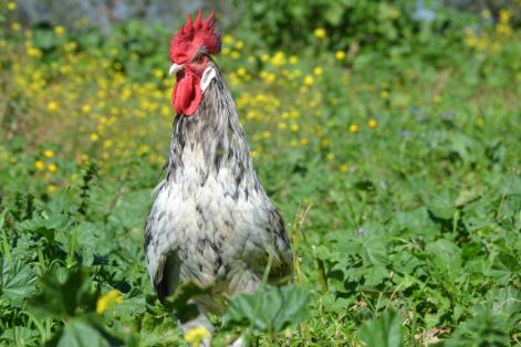 Imagen facilitada por la Asociación Española de Criadores de Gallinas de Raza Andaluza Azul;<br/>Sexo: Macho blanco sucio<br/>