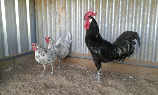 Imagen facilitada por la Asociación Española de Criadores de Gallinas de Raza Andaluza Azul;<br/>Sexo: Macho negro y hembras blanco sucio<br/>