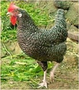 Imagen facilitada por la Federación Española de Avicultura, Colombicultura y Cunicultura de Raza (FESACOCUR).<br/>Sexo: Hembra.