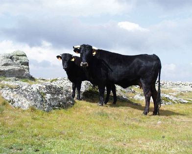 Comentario: Fotografía facilitada por FEAGAS
