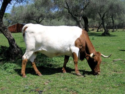 Imagen facilitada por la AGRUPACIÓN NACIONAL DE ASOCIACIONES DE CRIADORES DE GANADO BOVINO DE LAS RAZAS BERRENDA EN NEGRO Y BERRENDA EN COLORADO...