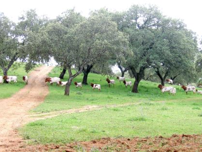 Imagen facilitada por la AGRUPACIÓN NACIONAL DE ASOCIACIONES DE CRIADORES DE GANADO BOVINO DE LAS RAZAS BERRENDA EN NEGRO Y BERRENDA EN COLORADO...