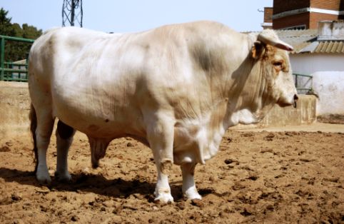 Imagen de Blanca Cacereña (macho). fuente MAGRAMA.