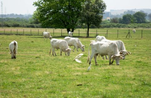 Imagen de Blanca Cacereña en su medio natural, fuente MAGRAMA.