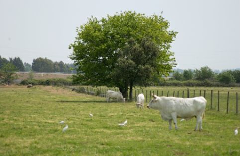 Imagen de Blanca Cacereña en su medio natural, fuente MAGRAMA.