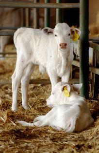 Imagen de Blanca Cacereña (crías), fuente MAGRAMA