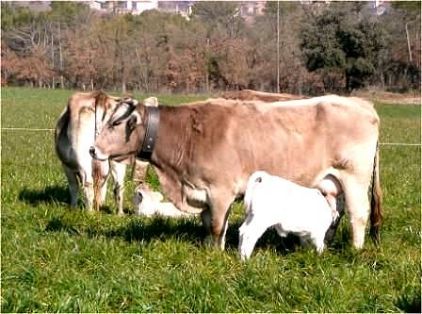 Autor: Jesús Piedrafita;<br/>Sexo: Hembra;<br/>Comentario: Vaca con ternero 