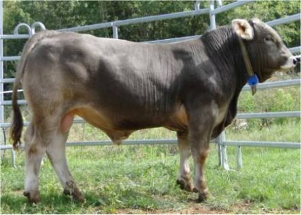 Autor: Foto Marta Fina;<br/>Sexo: Macho;<br/>Comentario: Toro joven 