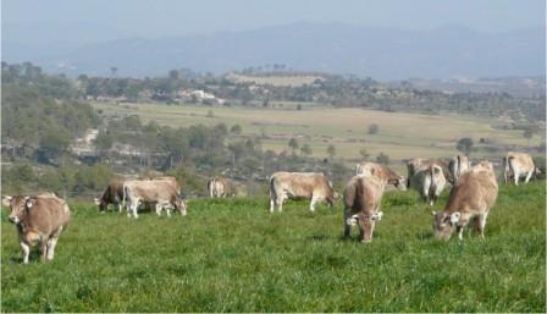  	<br/>Autor: Jesús Piedrafita;<br/>Sexo: Rebaño;<br/>Comentario: Vacas pastando en el Berguedà