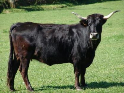 Autor: CALDEGA.JRJF; <br/>Año: 2006; <br/>Sexo: Hembra